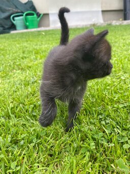Koťátka po Ragdoll hledají nové domovy - 8