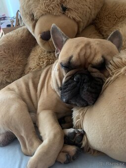 Francouzský buldoček - 8