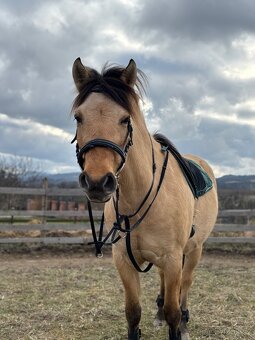 4 letá klisna fjord X quarter horse - 8