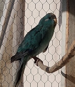 Prodam Kakariky modre - 8