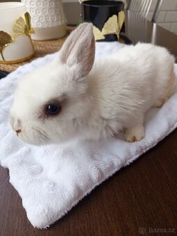 Zakrslý králíci - 8