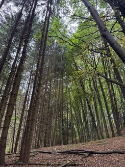 Prodám lesní pozemek v k.ú. Štiptoň - 8