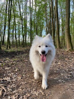 Samojed – Poslední štěně (s PP) - 8