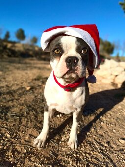 Bostonský teriér, štěňátko s PP - odběr únor 2026 - 8