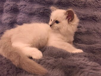 Ragdoll kocourci - 8