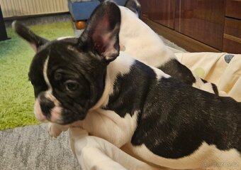 Francouzský buldoček - 8