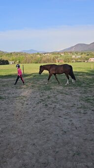Welsh pony - 8