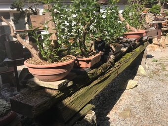 Bonsaj bonsai - 8