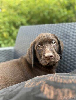 štěňata labrador a hnědý kluk – připravena k odběru - 8