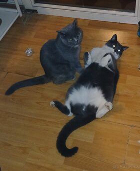 Koťátka britská maminka prodám - 8