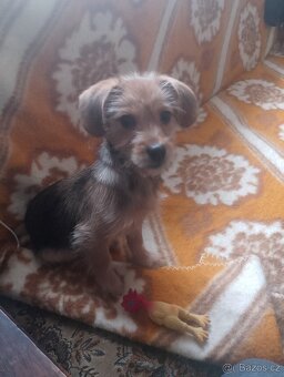 Jezevčík drsnosrstý štěňátko s PP váha 3 kg - 8