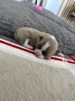 Mini civava - 8