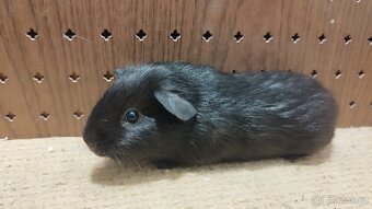 Morčata - morče aguti - 8