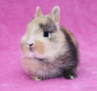 Zakrslý krátkouchý králíček , malinká samička . - 8
