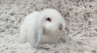 Zakrslý beránek, králíček, králík - MOLLY - 8