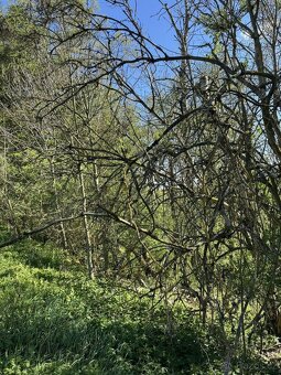 Prodám lesní pozemky v k.ú. Žďárek u Sychrova - 8