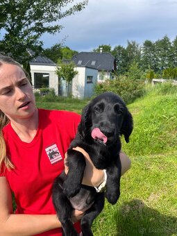 Štěně Flat coated retriever - 8