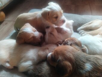 Štěňátka křížence MOMENTÁLNĚ VŠICHNI REZERVOVÁNI - 8