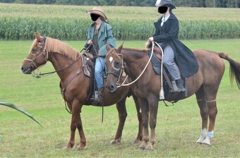 Český teplokrevník - 8