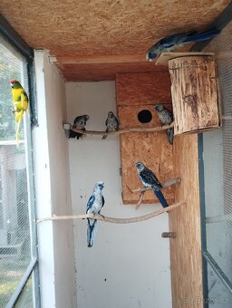 Prodám rozely, papousky nádherné - 8