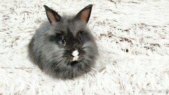 Zakrslý králík, králíček- HOLLY - 8