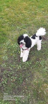 Pudlik  ke krytí - 8