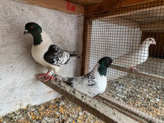 Moravsky pštros - 8