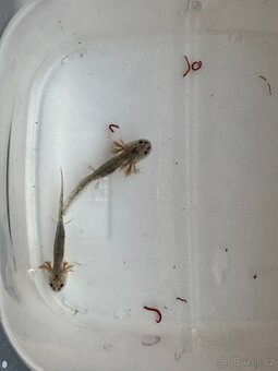 Axolotl mexický - vodní dráček - 8