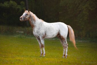 Připouštění Appaloosa - 8