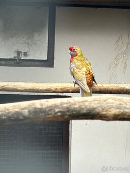 Kakarici,korela,andulka,penant - 8