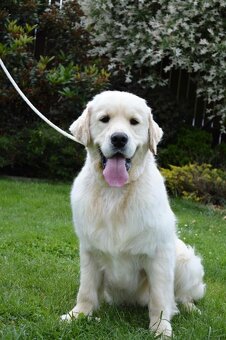 Golden retriever -Zlatý retrívr - 8