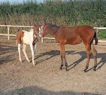 Prodám kobylku  podílovou american  paint horse. - 8