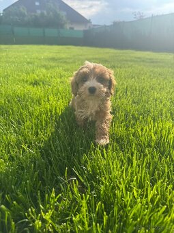 Cavapoo s pp/ registrací - 8