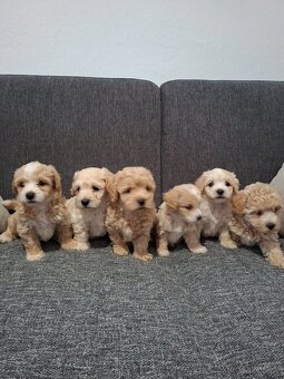 Maltipoo - 8