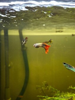 Prodám paví očka, ancitrusy a krevetky - 8