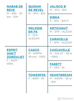 Šimla belgického teplokrevníka - 8