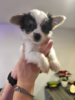 Jorkšírský teriér biewer - 8