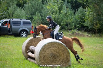 Sportovní pony klisna - 8