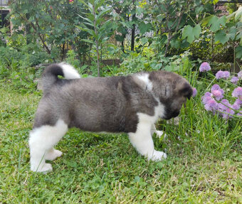 Americká Akita - American Akita - 8