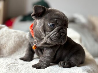 Francouzsky buldoček - 8