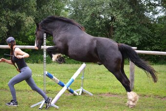 Osmiletý valach welsh cob D - 8