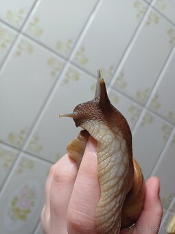 Lissachatina reticulata dark body - 8