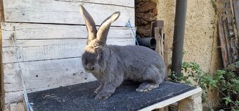 Belgický obr modrý - 8