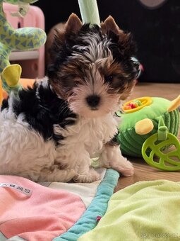 Jorkširský teriér-biewer - 8