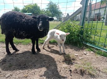 Ouessantské mini ovečky, beránek - 8