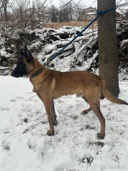 Belgický ovčák Malinois - 8