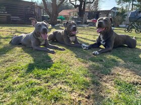 Americký štafordšírský teriér - 8