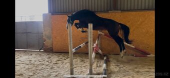 mladý valach po Corlensky Ruf - 8