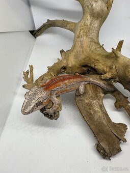 Rhacodactylus auriculatus - 8