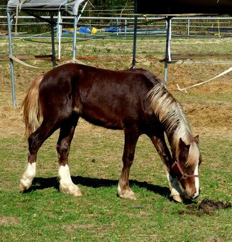 Welsh Cob C, Welsh pony - 8